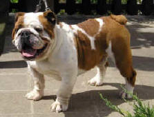 Jocker James Bulldog Mi-Ol-Win