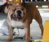 King Diamond Agent Arnak