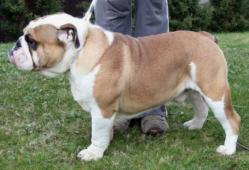 JABBERWOCKY`S "Beesknees"