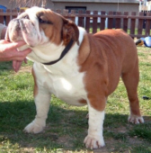 Ladie´s Man Leonardo