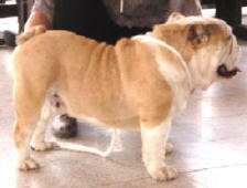 FREDIE FLAGSHIP BULLDOG MI-OL-WIN