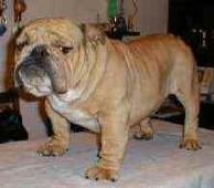 Garry Gingery Bulldog Mi-Ol-Win