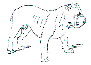 Anglický buldok - English Bulldog